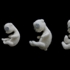 S_metz_teddy_bear_fetal_development