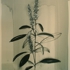 Hyssop
