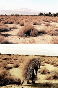 Echidna
