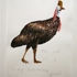 Cassowary