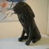 Lion_dark