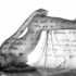 Darrensaravis_alma_7094_44x29_giclee__1000_bw