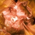 Arbol-interior-_4web_