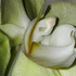 Debra_kayata_orchid_baby