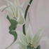 Orchide_05-1
