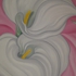 Calla_07-17