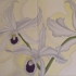 Orchide_05-13