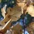 Deadoakleaf