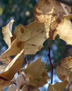 Deadoakleaf