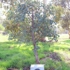 Liveeuctree