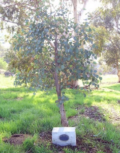 Liveeuctree