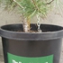 Portableforest2