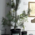 Portableforest1