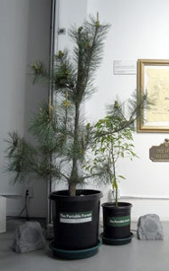 Portableforest1