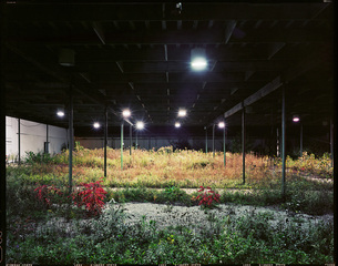 Frank\'s Nursery,Brian Ulrich