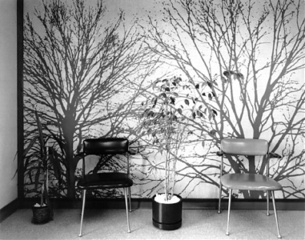 Untitled (Tree Wallpaper) 1980\'s,Lynne Cohen