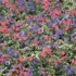 Kaleidoscopic_flora