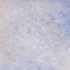 Etude_in_blue_cut