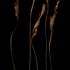 Five_callas_1024w