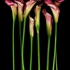 Eight_calla_lilies_1024w