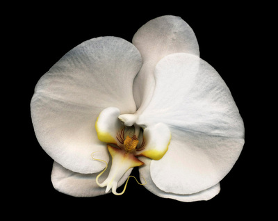 Phalaenopsis_5_1024w