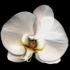 Phalaenopsis_5_1024w