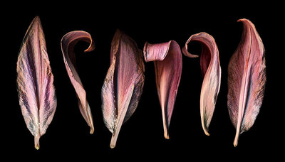Lily_deconstructed_1024w