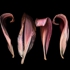 Lily_deconstructed_1024w