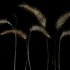 Six_foxtails_1024w