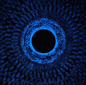 Oculus__in_the_dark_