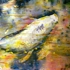Koi