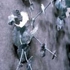 Mosherfragiledetail
