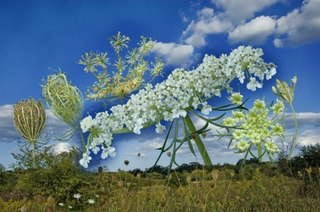 Queen Ann\'s Lace-Cycle of Life,Henrietta DuBois