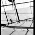 Nocturnal008