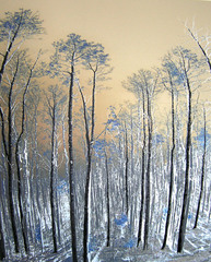 NM Pines,