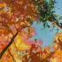 Kooyman_treecanopy2_24x24