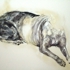 Dog46web