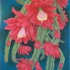 New_red_cactus_a