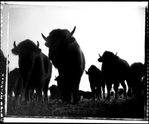 The_rodeo_and_the_west_-_where_the_buffalo_roam