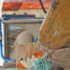 Parrotfish_studio09_detail2