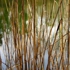 Roz-reeds-for-web