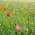 My_photos_009