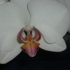 My_pictures_041
