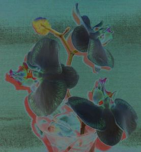 Pinkcroppedsolarized