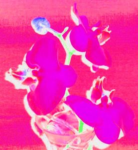 Purplepink
