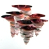 Cambrian_4_web_