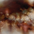 Spring_blossom_drops