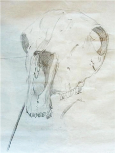 Skull