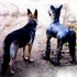 Dogs