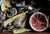 516_second-site_dubois